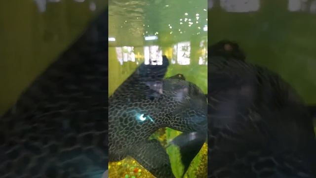 КАК ВКУСНО!!! АКВАРИУМ В ЗИМНЕМ САДУ САНАТОРИЯ ОБУХОВСКИЙ. МАРТ 2023Г смотреть онлайн