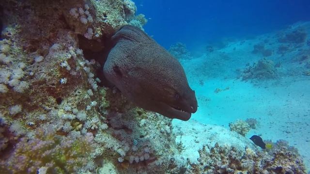 Музыка без слов для сна, релаксации, массажа SPA. The best music for relaxation смотреть онлайн