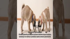 Чем кормить мопса: список продуктов, какой лучше