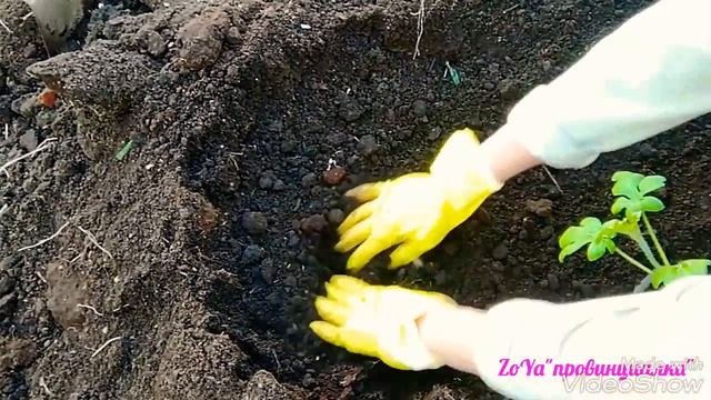 АРБУЗЫ, ДЫНИ,ТЫКВЫ: Посадка и выращивание в открытом грунте.СЕКРЕТЫ хорошего урожая. Московская обл смотреть онлайн