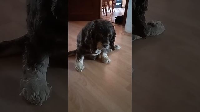 Шпагатик мой любимый ❤ смотреть онлайн