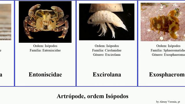 Artrópode, ordem Isópodos armadillidium arthropoda communis affinis pubescens protei rostrata Iais смотреть онлайн