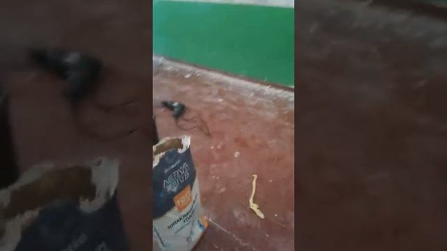 Чи можна шпаклювати пофарбовані стіни? смотреть онлайн