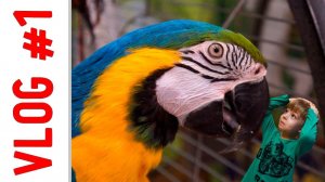 Муравейник, кафе и контактный зоопарк