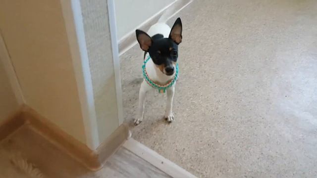 Той-фокстерьер Терра Балтика Замбезия смотреть онлайн