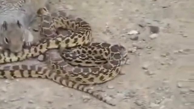 Невероятно! Белка атакует змею! Squirrel attacks a snake! смотреть онлайн