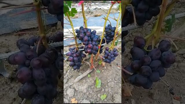 Подарок Несветая 15 сентября 2023 г. смотреть онлайн