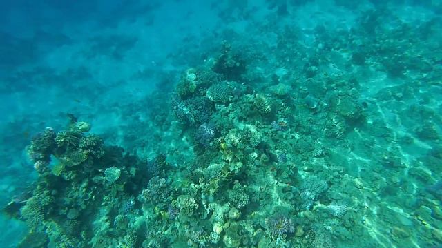 Egypt 2021. Snorkeling with fish in the Red sea at Sharm-El-Sheikh. смотреть онлайн