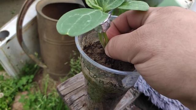 Прививка арбуза на лагенарию, прищипывание стебля арбуза. Ленинградская область. смотреть онлайн