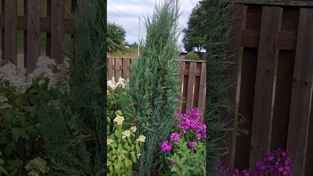 Можжевельник Блю Эрроу смотреть онлайн