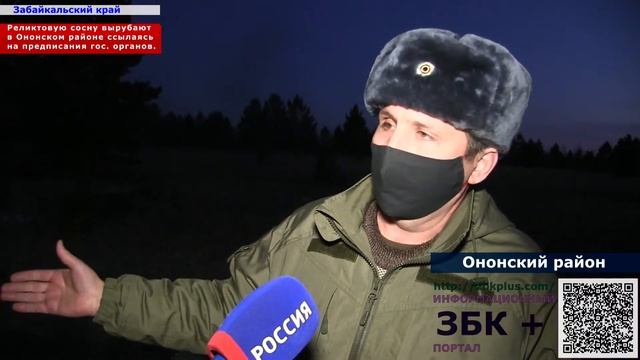 Реликтовую сосну Крылова вырубают на землях сельхозназначения в Ононском районе Забайкальского края смотреть онлайн
