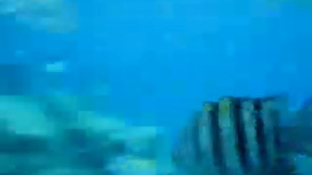 Canon D10 powershot camera underwater Reviews.flv смотреть онлайн