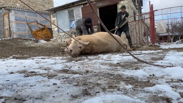 Забой быка / Подготовка к забою быка смотреть онлайн