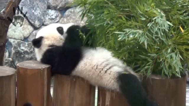 Best Funny Panda Full Compilation смотреть онлайн
