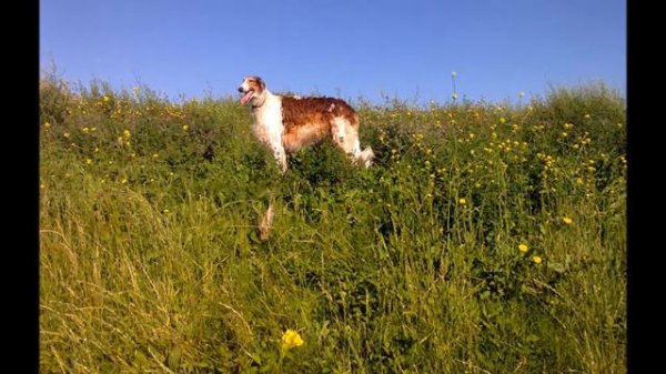 Borzoi and collie walk. Caminata de borzoi y collie. Прогулка русской псовой борзой с колли.