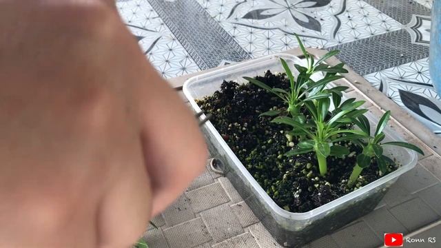 Pachypodium Lamerei & Pachypodium Saundersii Growing Update | dec19 смотреть онлайн