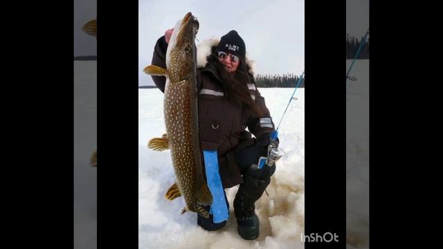 как поймать зимой трафеи́ную щуку