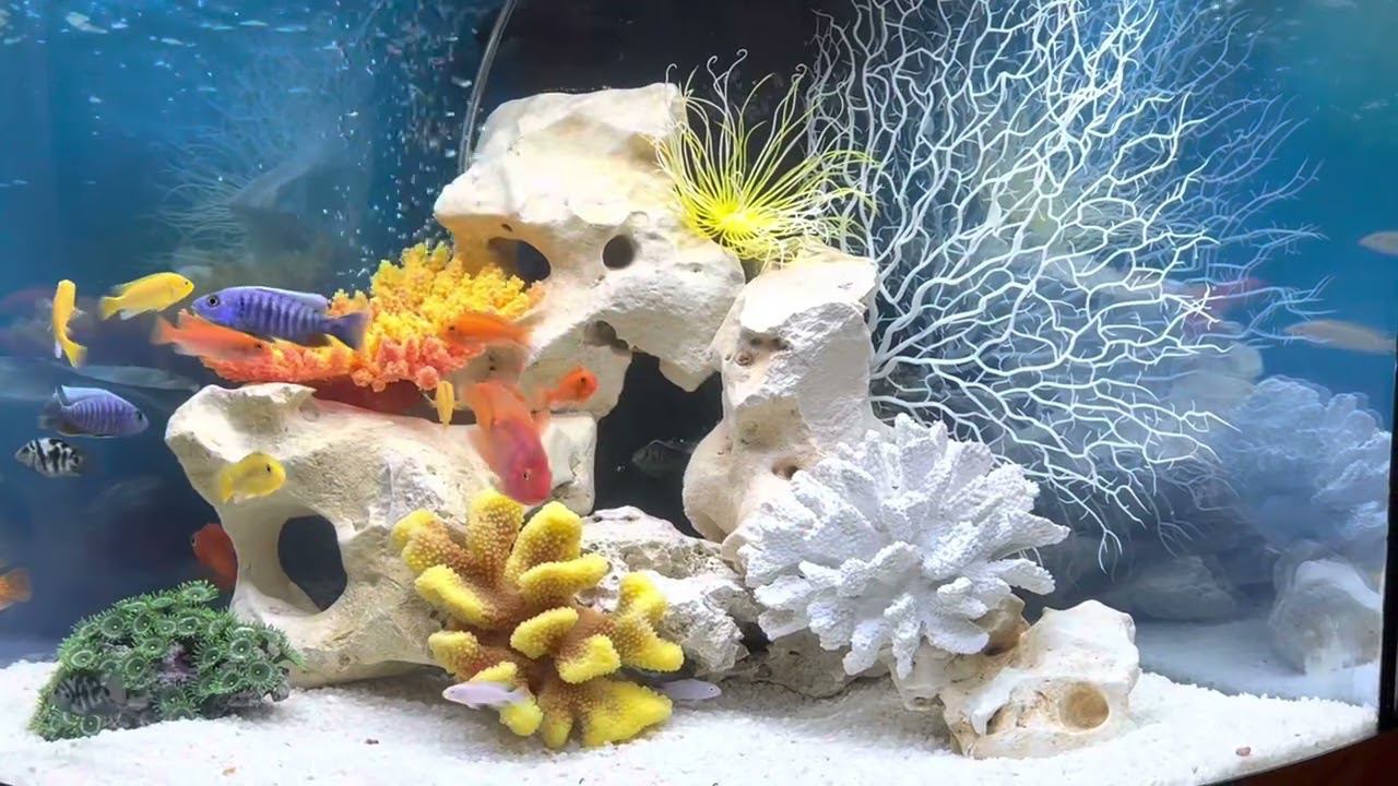 Оформление в стиле «Псевдоморе» смотреть онлайн