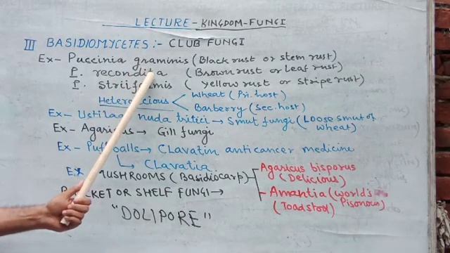 Lecture-6 Basidiomycetes --NEET смотреть онлайн
