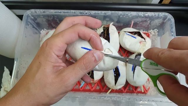 ORANGE DREAM PIED AND MAHOGANY CLUTCH + UPDATES!!! смотреть онлайн