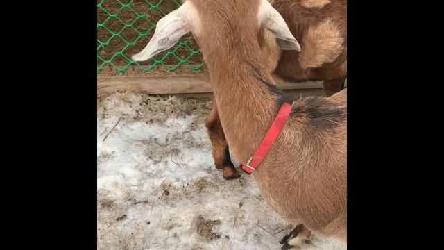 Определение охоты у козы смотреть онлайн