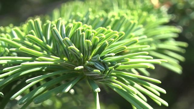 Abies amabalis, Pinaceae (silver fir) смотреть онлайн