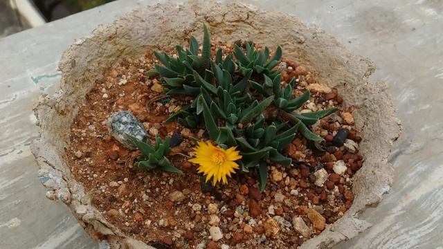 || BERGERANTHUS MULTICEPS || BEAUTIFUL YELLOW BLOOM || смотреть онлайн