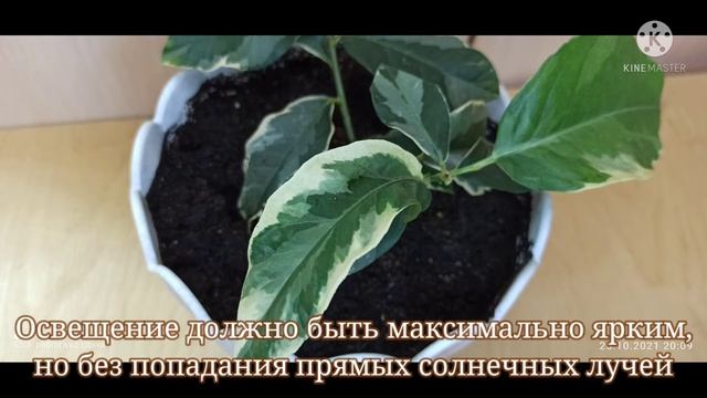 Лимон Вариегата: тонкости ухода