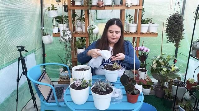 TRANSPLANTANDO EN VIVO /DUO DE CALLISIA REPENS , BIANCA, PINK PANTHER, GOLD / PEPEROMIA RUGOSA . смотреть онлайн