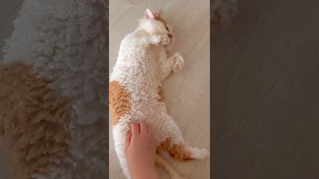 - У вас котик или барашек? - Да смотреть онлайн