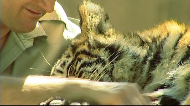 DOUBLE TROUBLE - TIGER ARCHIVE - PART 3 A смотреть онлайн