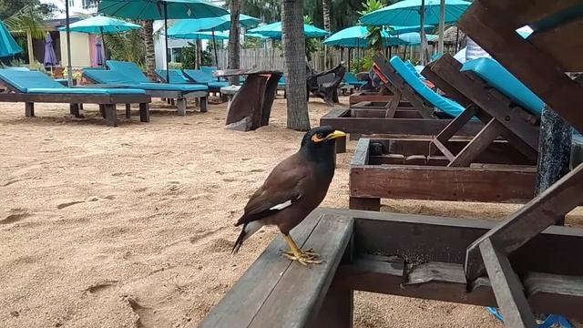 Тайский скворец. Май 2019, Паттайя