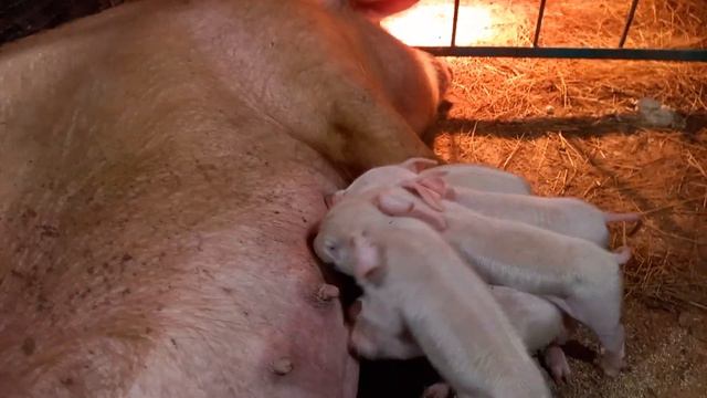 РОЖДЕСТВЕНСКИЙ ОПОРОС смотреть онлайн