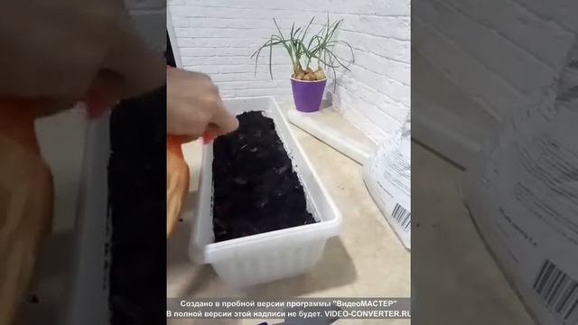 Как посадить шпинат смотреть онлайн