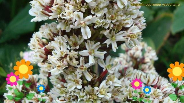 Флокс метельчатый Пюр Филингс. Краткий обзор, описание характеристик (phlox paniculata Pure Feeling смотреть онлайн