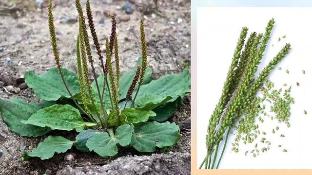 Разнообразие плодов и семян. Путешествие плодов и семян. смотреть онлайн