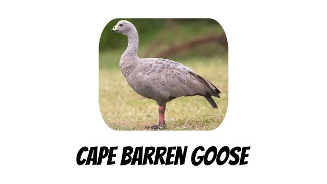 ? Types Of Geese In English | Species Of Geese | Goose Types смотреть онлайн