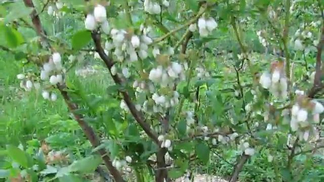 как цветёт у нас голубика высокорослая 23.05.2021. сорт блюкроп часть№1 смотреть онлайн