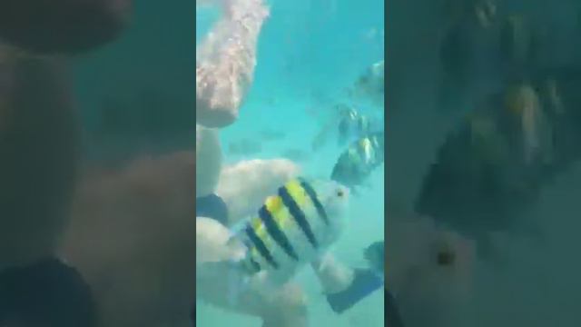 Сноркелинг на Красном море🌊🌍🐟🐠🐬🐚🐙🐡🌊👍👏 Шарм-эль-шейх смотреть онлайн