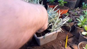 Газания,гацания размножение делением куста.