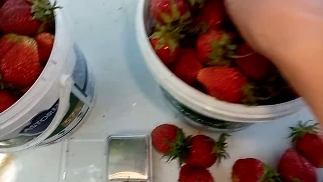 Крупная Клубника//Фестивальная. смотреть онлайн