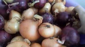 Болезни лука при храненнии.