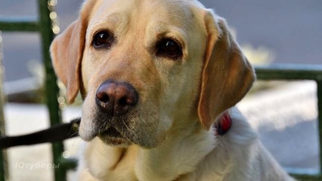 Парень подобрал на улице пса, и тот отплатил удивительной верностью и принес ему богатство... смотреть онлайн