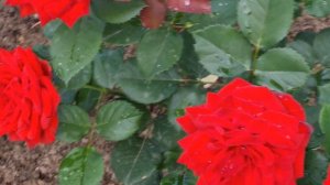 РОЗА 🌹 ПРЕОБРАЖЕНСКАЯ ОТ А.П. УСЫНИНА