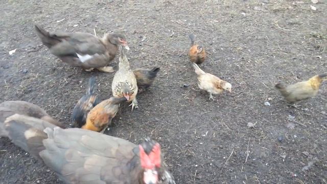 Бентамка. Порода кур. Продаются петушки смотреть онлайн