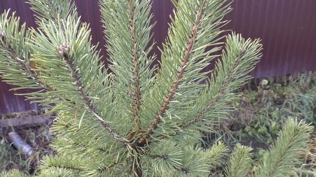 Video test Panasonic® HC-V777 AVCHD 1920x1080 50p Full HD camcorder смотреть онлайн