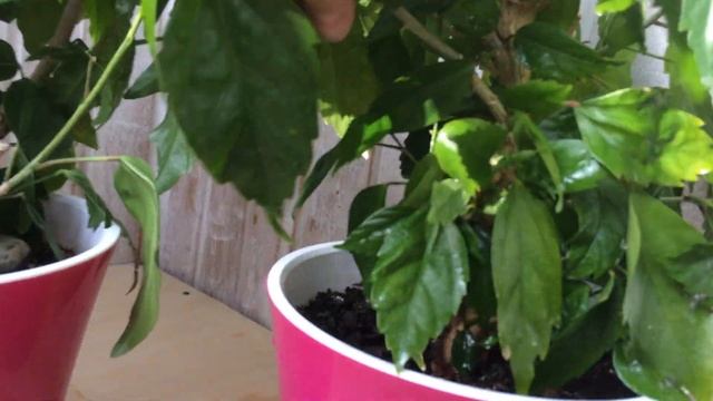 Обрезка комнатного гибискуса залог цветения смотреть онлайн