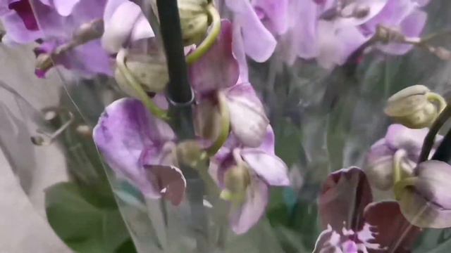 Ура! В Сочи завоз орхидей! 🌺🌺🌺 смотреть онлайн