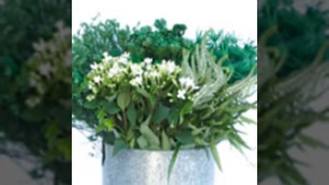 All Flowers Bouvardia Ideas