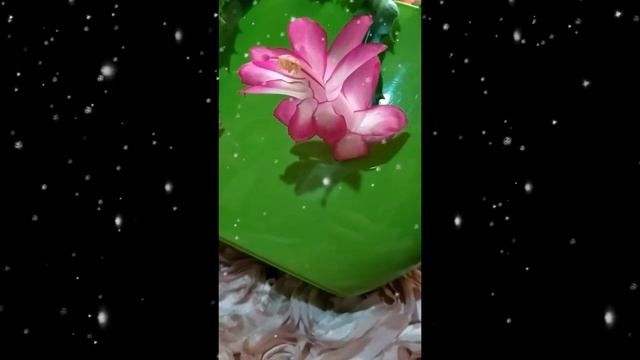 Рождественник,декабрист,шлюмбергера,зигокактус уход ,пересадка и размножение .Сорт Eva Dark.Секреты смотреть онлайн